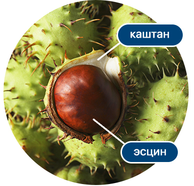каштан-конский